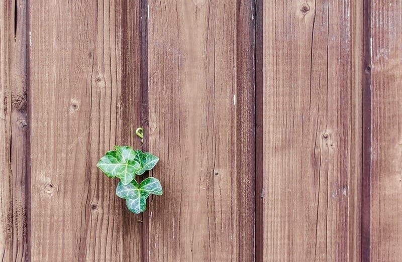 Beautiful wood fence with ivy in the Cape Fear region